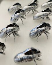 Silver Cicada Skins Shells Exoskeleton - Cicada Skins lot of 10 Educational Cree picture