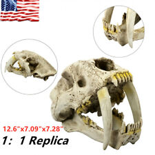 Smilodon Saber Tooth Bone Saber Tiger 1:1 Replica Skull Model Paleontology Resin picture