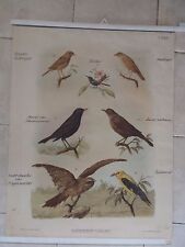 Original vintage zoological pull down school chart of Birds , Lito picture