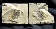 EXTINCTIONS- COOL POS/NEG LOWER CAMBRIAN OLENELLUS CHIEFENSIS TRILOBITE- NEVADA picture