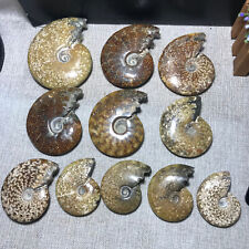 10pcs Rare Natural polishing conch ammonite fossil specimens of Madagascar picture