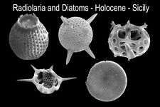 Recent Sicily microscope slide mount of rare Radiolaria Diatoms several types picture
