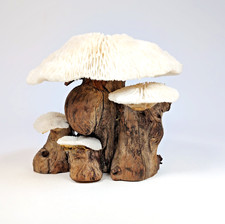 1970s Mushroom Skeleton Coral DriftWood MCM Magic Woodland Forest Whimsy Fairy picture