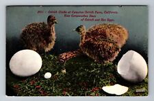 CA-California, Ostrich Chicks At Cawston Ostrich Farm, Vintage Postcard picture