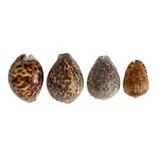 Tiger Cowrie Cypraea Tigris Leopard Pattern Lot of 4 Various Sizes Vintage Conch picture