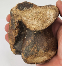 Woolly Rhino Left Astragalus Fossil - North Sea - Pleistocene Ice Age picture