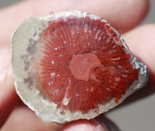 Agatized  Red Horn Coral • Morgan Fm • Riley's Canyon, Utah picture