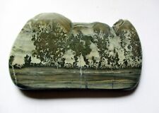 Cotham Marble slice fossil algae stromatolite from Bristol uk 160g picture