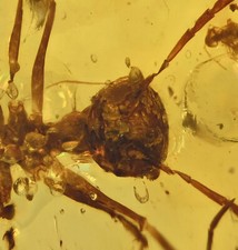 Extinct Large Ant with stinger, Fossil insect inclusion in Burmese Amber picture