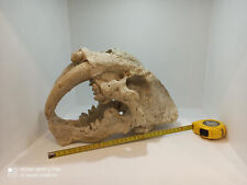 Smilodon fatalis, skull replika life size 1:1 picture