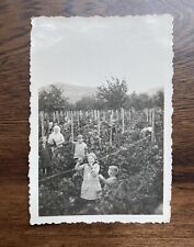 Grape Harvest Grape Vines People Picking Fruit Small European Vintage Photo picture