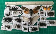 Set of 15 Beetle Taxidermy Dried Insect Teaching Collection Gift for Kids picture