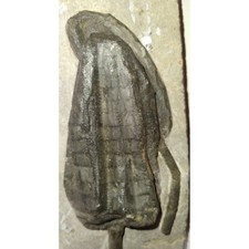 EXTINCTION- Cupressocrinus CRINOID FOSSIL  - TOP QUALITY picture