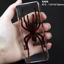 Insect Office Paperweight Real Giant Spider Specimen Taxidermy - Large picture