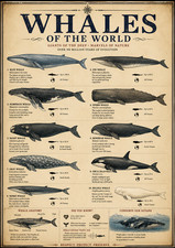Whales of the World Poster 13x19 – Vintage Whale Species Chart Ocean Marine Wall picture
