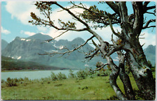 Shelburne Lake Montana Swiftcurrent Peaks Allen Grinnell Mountains VTG Postcard picture