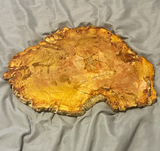 Huge Petrified Wood Slab 16+ in long picture