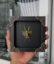 Real Framed Mantis Taxidermy Dried Insect Wall Hanging Decor Beetle Shadow Box picture