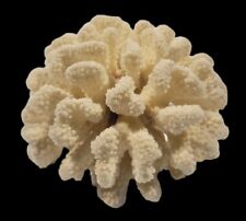 Dry Sea Ocean Reef Coral White Real Natural Piece Beautiful Specimen Aquarium picture