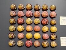 Land shells Helicidae Cepaea nemoralis very nice colors set of 36 pieces snail picture