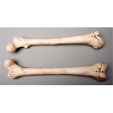 Skeletons and More SM384DRA Aged Right Femur Bone picture