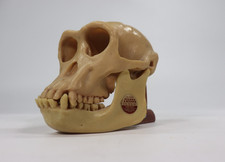 VTG Chimpanzee Skull Model Leakey Foundation Stones Bones Teaching Cast w Stand picture