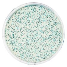 Transformation of E. coli with pGAL™ (Blue Colony) picture