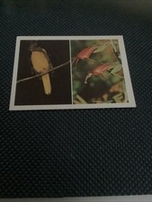 Weet-Bix Australia's Own Birds & Wildflowers 1976 #20 Bowerbird & Eremophila EB1 picture