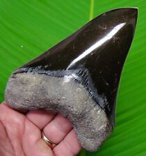 MEGALODON SHARK TOOTH - XL  5 & 5/8  SHARKS TEETH w/ DISPLAY STAND - MEGLADONE picture