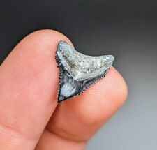 Killer Unique Bull Shark Tooth From North Florida picture