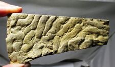 Fossil stromatolite / microbial mat - Pennsylvanian age , Haskell co, Oklahoma picture