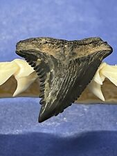 FOSSILIZED HEMIPRISTIS SHARK TOOTH ( Upper ) ..1 Inch From The Peace River  picture