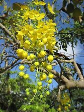 Golden Shower Tree picture