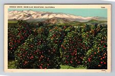 Orange Grove, Snow Clad Mountains In California, Antique, Vintage Postcard picture