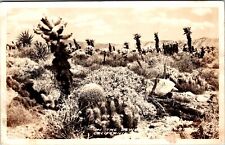 Vintage CALIFORNIA Devils Cactus Garden RPPC FRASHERS REAL PHOTO POSTCARD J21 picture