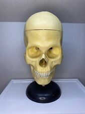 Vintage Life Size Skull and Brain Model picture