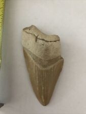 MEGALODON (Carcharocles) SHARK TOOTH FOSSIL Broken Tooth No Restoration picture
