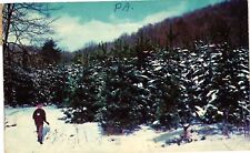 Vintage Postcard- Pine Plantation, Allegheny National Forest 1960s picture