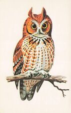 Artist card  Owl Sitting on Branch Bachmann Bros Advertising Postcard ca. 1970s picture