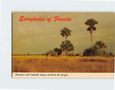 Postcard Sawgrass and Palmetto clumps stretch to the horizon, Everglades, FL picture