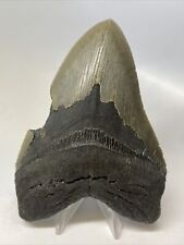 Megalodon Shark Tooth 5.30” Huge - Authentic Fossil - Natural 15344 picture