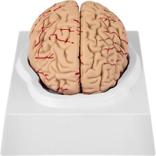 VEVOR Human Brain Model Anatomy Medical Teaching Model 9-Part Life Size & Base picture