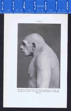 Neanderthal Man & Galilee Skull, Mousterian Man -1930 Smithsonian Print picture