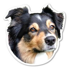 Australian Shepherd Magnet picture