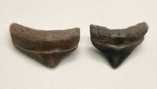 Nice Quality Pair Small Posterior Fossil MEGALODON Teeth - Peace River, Florida picture