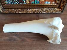 Natural Cow tibia bone | Beef tibia Bone , processed cleaned whitened degreased picture
