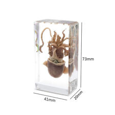 Real Animal Squid Cuttlefish Specimen Paperweight for Science Education picture
