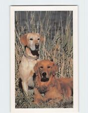 Postcard 2 Dogs Print The Doris Day Animal League Washington DC picture