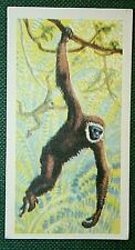 AGILE GIBBON   Illustrated  Wildlife Card  CD21 picture
