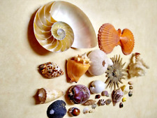 30 Sea Shells and Sea Life Collection for Teachers and Students of Ocean Life picture